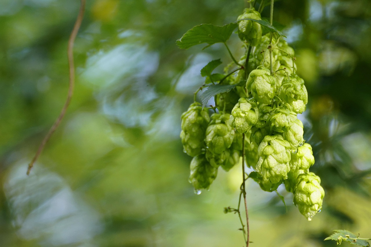 Green hop cones hanging on the vine against rough bark